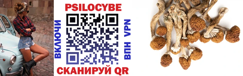 Псилоцибиновые грибы Psilocybe  кракен вход  Боровичи 